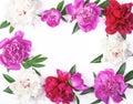 Floral frame made of pink and white peony flowers and leaves isolated on white background. Flat lay. Royalty Free Stock Photo