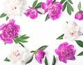 Floral frame made of pink and white peony flowers and leaves isolated on white background. Flat lay. Royalty Free Stock Photo