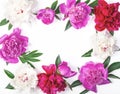 Floral frame made of pink and white peony flowers and leaves isolated on white background. Flat lay. Royalty Free Stock Photo