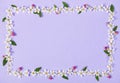 Floral frame made of white spring flowers, green leaves and pink buds on pastel lilac background. Flat lay. Royalty Free Stock Photo