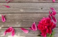 Floral frame with pink peonies on wooden background Royalty Free Stock Photo