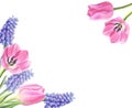 Floral frame with pink tulips and muscari isolated on white background. Royalty Free Stock Photo