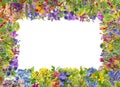 Floral frame from  spring  and summer forest  flowers and plants isolated Royalty Free Stock Photo