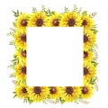 Floral Frames with Sunflowers and Leaves. Watercolor sunflower frame. White background. Watercolor floral. Botanical Drawing Royalty Free Stock Photo