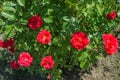 Floral garden. Blooming bush scarlet Rosa close up. Selective focus, soft blurry background