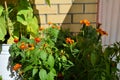 Floral garden and vegetable garden on the balcony. Pepper and marigold Royalty Free Stock Photo