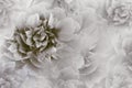 Floral gray-brown background. Peonies flowers close-up on a transparent halftone light gray background. Greeting card.