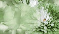 Floral green background. Flower chrysanthemum and petals of a green roses. Place for text. Close-up. Royalty Free Stock Photo