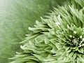 Floral green background. Flowers dahlias close-up on a light blue background. Flowers composition.