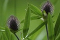 Floral green background. Wildflowers violet clover on a bokeh background. Close-up. Soft focus.