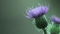 Floral green-violet background. Purple thorny thistle flower. A purple flower on a green background. Closeup. Royalty Free Stock Photo