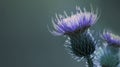 Floral green-violet background. Purple thorny thistle flower. A purple flower on a green background. Closeup. Royalty Free Stock Photo