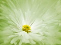 Floral green-white beautiful background. A flower of a white chrysanthemum against a background of light blue petals. Close-up.