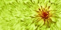 Floral green-yellow background. A bouquet of green-yellow flowers dahlias. Close-up. floral collage. Flower composition. Royalty Free Stock Photo