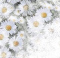 Floral grunge striped, stained background with stylized bouquet of chamomile and copy space