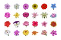 Floral Hand Drawn Colored Vector Icons 1