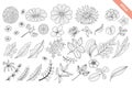Floral hand drawn doodle outline set. Decorative flower and leaf collection
