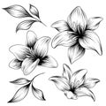 Floral hand drawn illustration. Vintage botanical line art with flowers, branches and leaves