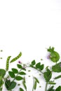 Floral herbaceous background. Growing peas plant with purple flower, leaf and pods on a white background. Royalty Free Stock Photo