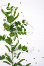 Floral herbaceous background. Growing peas plant on a white background.