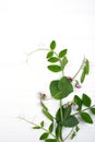 Floral herbaceous background. Growing peas plant on a white background. Royalty Free Stock Photo