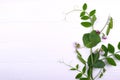 Floral herbaceous background. Growing peas plant on a white background Royalty Free Stock Photo