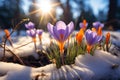 Floral hope First spring flowers, crocuses bloom in snowy woods