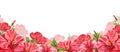Floral horizontal border with tropical red flowers, green leaves, hibiscus. Watercolor isolated pattern on white background, Royalty Free Stock Photo