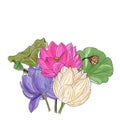 floral illustration with Delicate lotus flower, leaves,