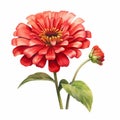 Detailed Watercolor Red Flower Illustration With Zinnia Clipart Royalty Free Stock Photo