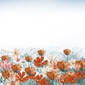 Floral illustration with realistic field cosmos flowers
