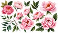 Floral illustration set bouquet pink peonies, wreath, frame green leaves, pink Royalty Free Stock Photo