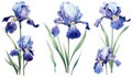 Background floral purple blossom spring plant flora nature flower iris summer Royalty Free Stock Photo