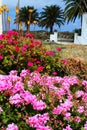 Floral Island Lanzarote Royalty Free Stock Photo