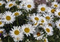 Floral landscape with garden daisy or nivyanik with drops of water on the petals