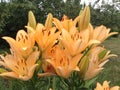 Floral landscape - several beautiful yellow orange lilies bloom in the garden Royalty Free Stock Photo