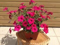 Pink Petunia in a pot Royalty Free Stock Photo