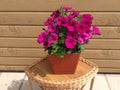 Pink Petunia in a pot Royalty Free Stock Photo