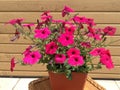 Pink Petunia in a pot Royalty Free Stock Photo