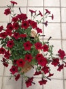 Red Petunia in a pot Royalty Free Stock Photo