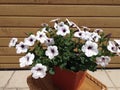 White Petunia in a pot Royalty Free Stock Photo