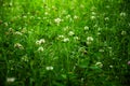 Floral landscape of white flowers clover on green grass background Royalty Free Stock Photo