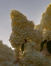 Floral landscape with white inflorescences of paniculate hydrangea against the sky