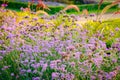 Floral landscaping design in city park. Blossoming colorful flowers, green hedge and lawn in summer. Modern mixed flower Royalty Free Stock Photo