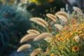 Floral landscaping design in city park in sunny day. Blossoming colorful flowers and ornamental feather reed in summer Royalty Free Stock Photo