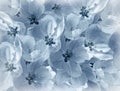 Floral light blue background. A bouquet of apple tree flowers. Close-up. Flower composition. Royalty Free Stock Photo