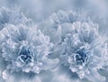 Floral light blue background. A bouquet of blue peonies flowers. Close-up. Flower composition. Royalty Free Stock Photo