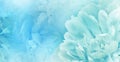 Floral light blue background. Peony and petals flowers. Close-up. Royalty Free Stock Photo