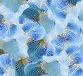 Floral light blue  beautiful background.  Flower composition.  flowers irises  closeup. Nature. Royalty Free Stock Photo