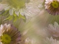 Floral light dreen-white beautiful background of daisy. Wallpapers of flowers pink-yellow Chamomile. Flower composition.